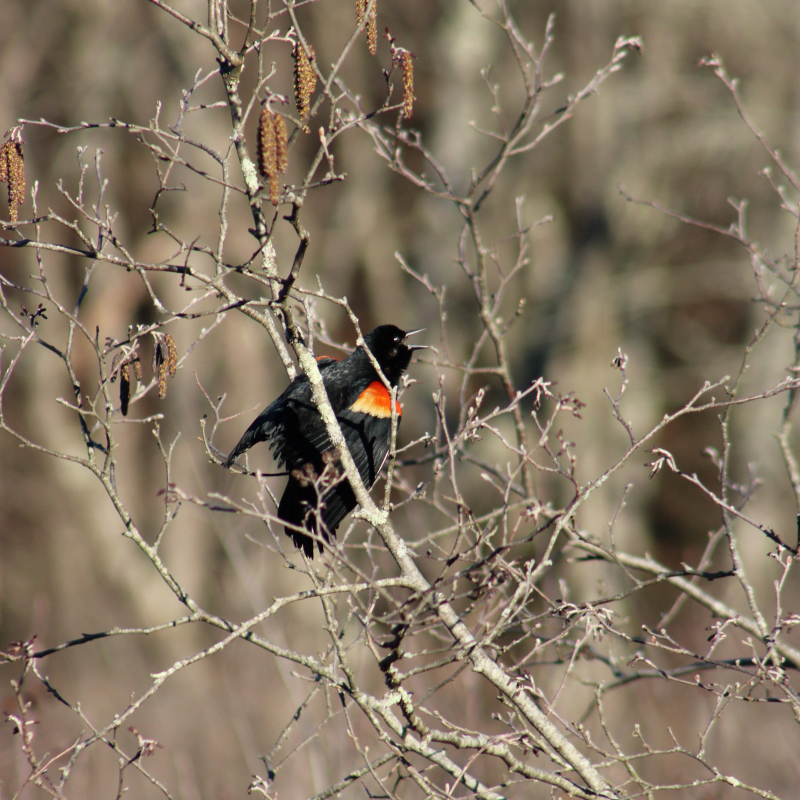 Red-winged blackbird singing while perched on branch