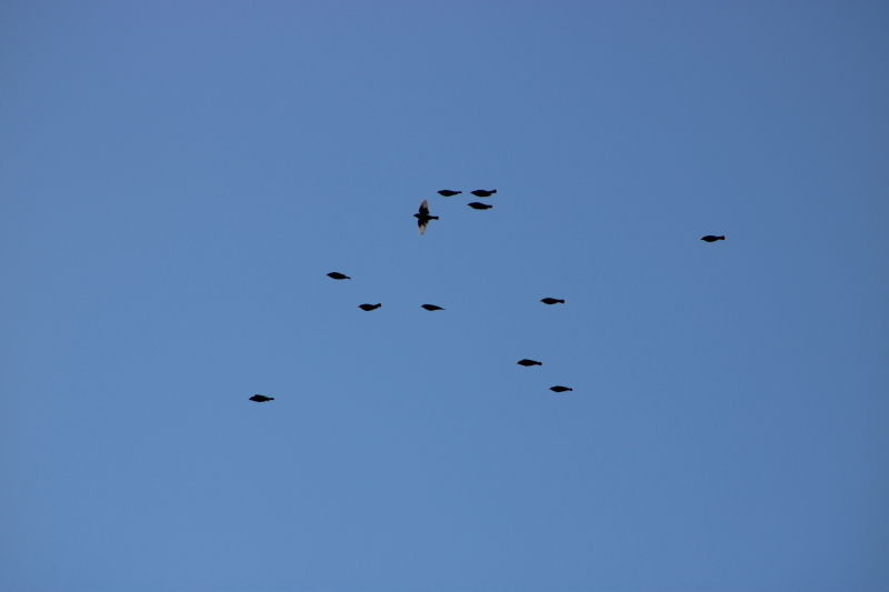 Una bandada de pájaros contra un cielo azul. Un pájaro tiene las alas abiertas.