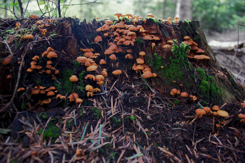 Pequeños hongos anaranjados en el lateral de un tocón de árbol en descomposición.