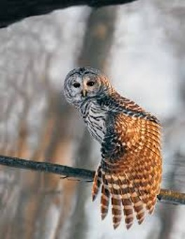 Owl