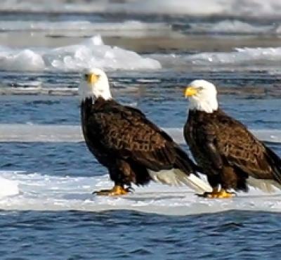 Bald eagles on frozen waterfront