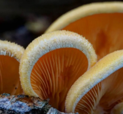 A closeup of mushrooms (Instagram@spored_outta_my_mind)