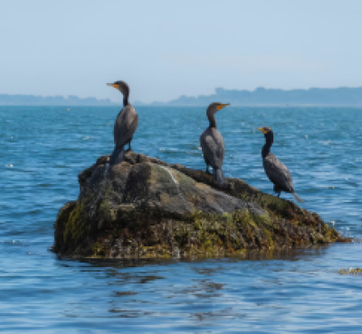 Group of birds perched on a rock in the water (Instagram@austin-puchalski)