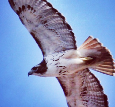 Un majestuoso halcón volando por el cielo azul claro.