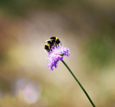 abejorro en una flor morada
