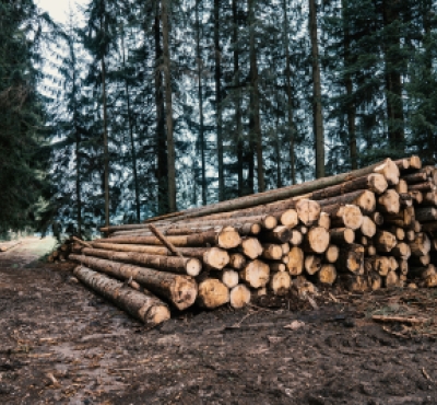 Árboles cosechados apilados en una pila en el bosque.