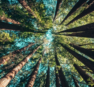 A view looking up into the pine treetops