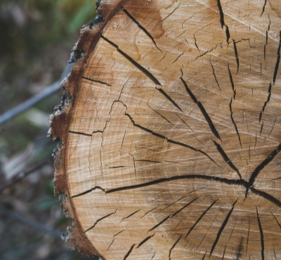 tree rings