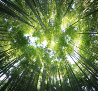 trees from below