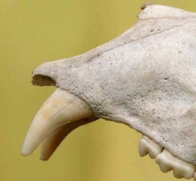 animal skull