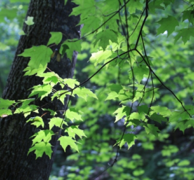 maple leaves