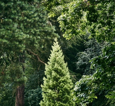 árboles de hoja perenne