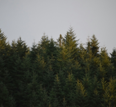 evergreen trees