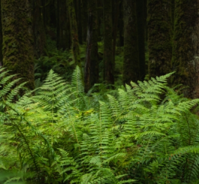 forest ferns
