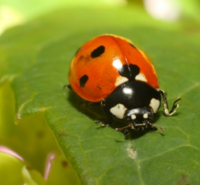 ladybug on a leaf