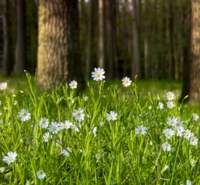 flores blancas en el bosque