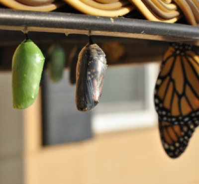 life stages of butterfly