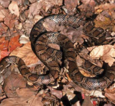 eastern milk snake