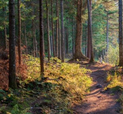 A trail through the forest
