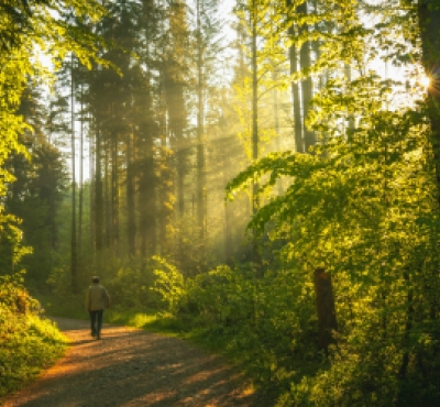 person hiking in the forest
