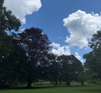 Árboles en un césped con cielo azul y nubes.