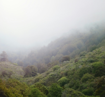 paisaje boscoso