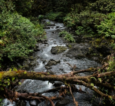 Un río que corre a través de un bosque.