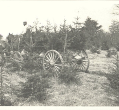 Fotografía histórica en blanco y negro de la cosecha de árboles de Navidad con un carro.