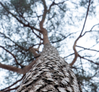 A view up the trunk of a tree