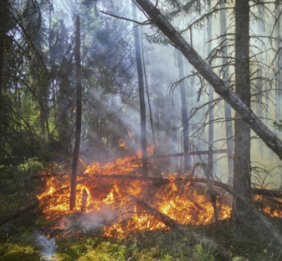 fuego ardiendo en el bosque