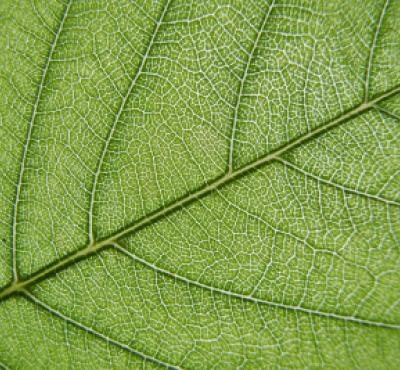 A close-up view of a green tree leaf