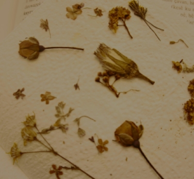 various plants flattened by pressing on a paper towel
