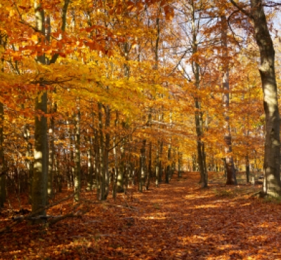 trail with yellow trees during fall