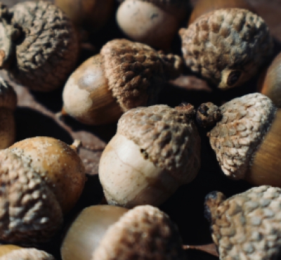 acorns