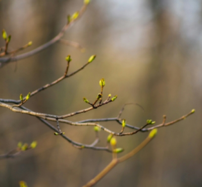 Brotes que brotan en la rama de un árbol