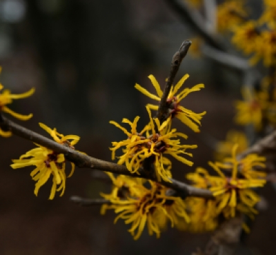 flores amarillas de hamamelis