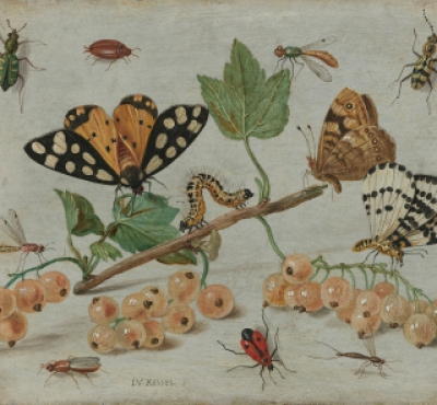 painting of various insects