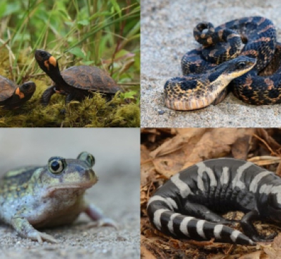Composite image of images of turtles, a frog, a snake, and a salamander