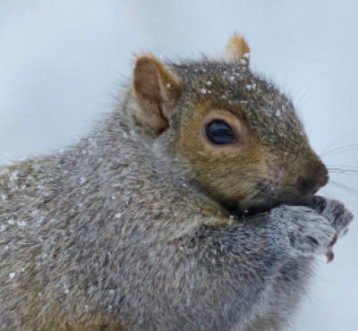 A snow-dusted gray squirrel eats its meal 