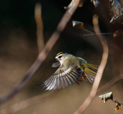 Imagen de un reyezuelo de corona dorada en vuelo