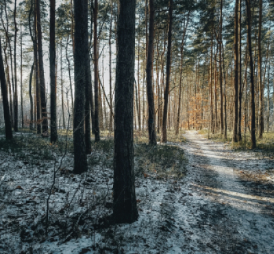 image of a trail running through a snow-dusted forest