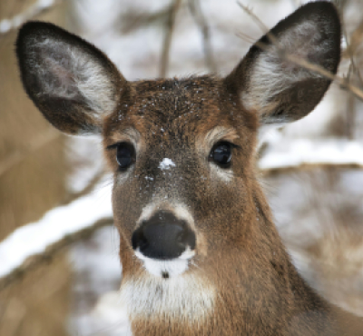 image of a white-tailed deer in a winter forest