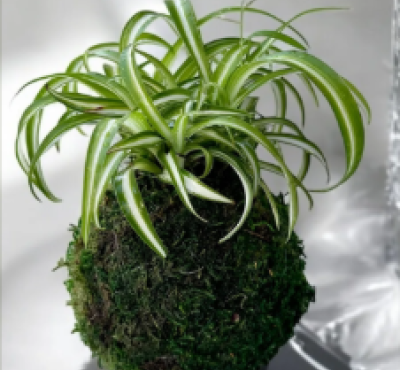 Image of spider plant in moss covered ball shaped container 