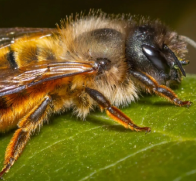 Abeja albañil en una hoja verde