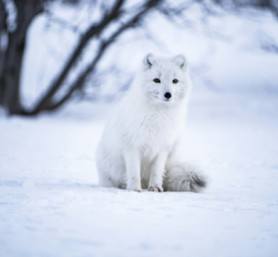 Imagen de un zorro ártico en un entorno nevado.