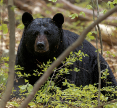 imagen de un oso negro tumbado entre la vegetación