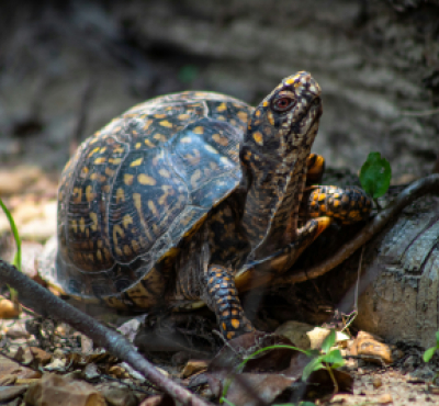 Imagen de una tortuga de caja del este caminando por el suelo del bosque.