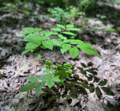 imagen de un retoño de fresno