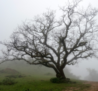 imagen de un árbol desnudo y ramificado 