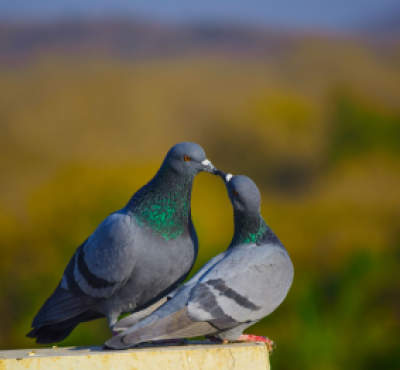a pair of pigeons 